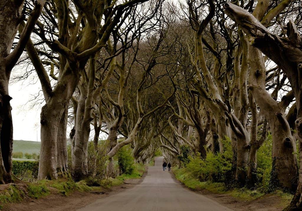 Dark Hedges from Game of Thrones