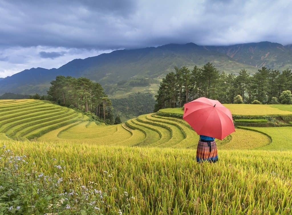 Rice fields of Vietnam